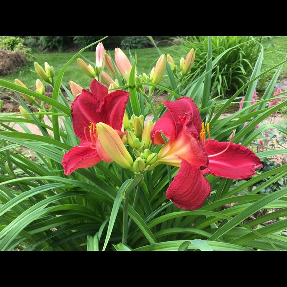 Meet your Posher, Eloise - Picture 10 of 12